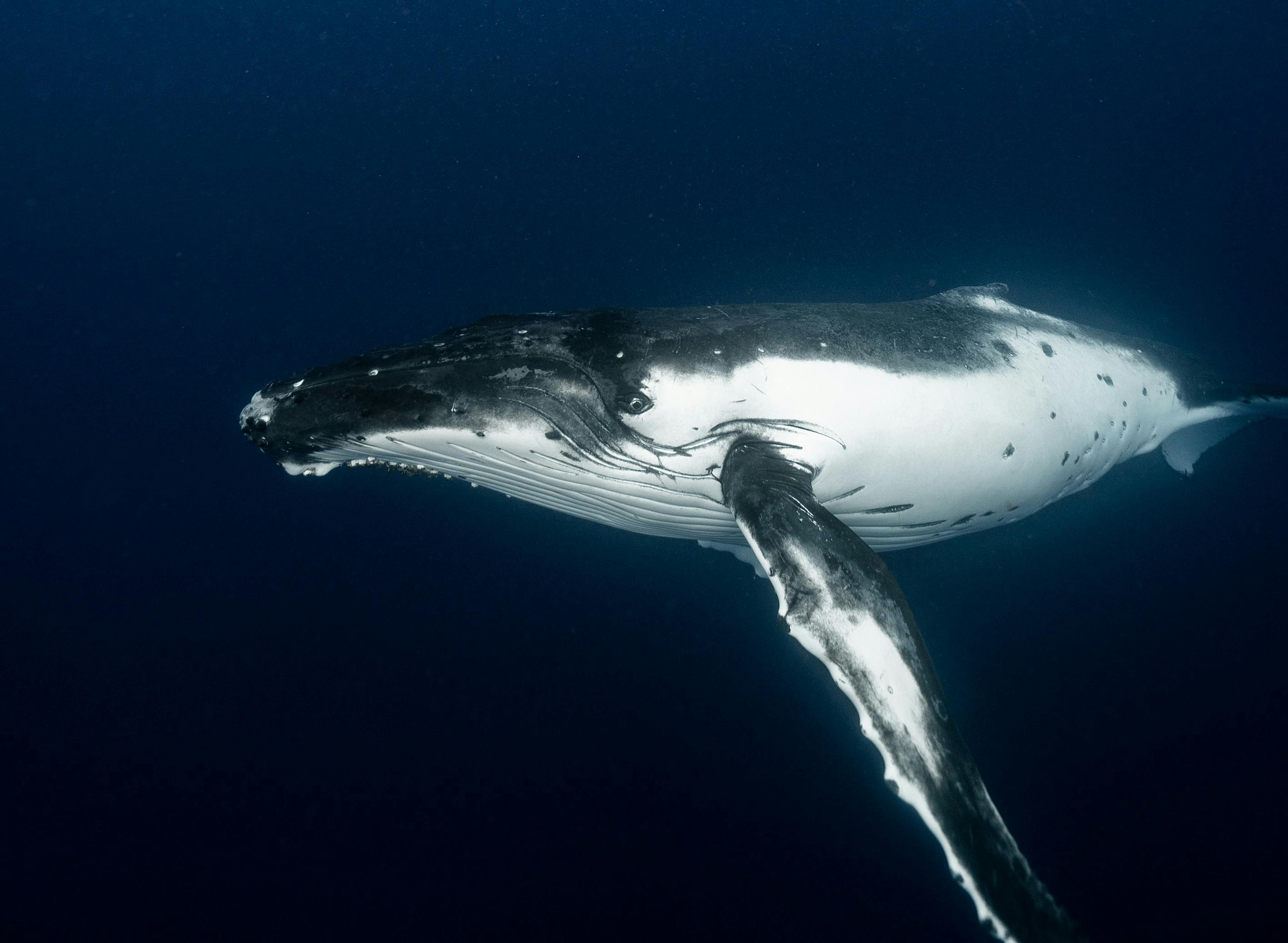 Banner Whale 1